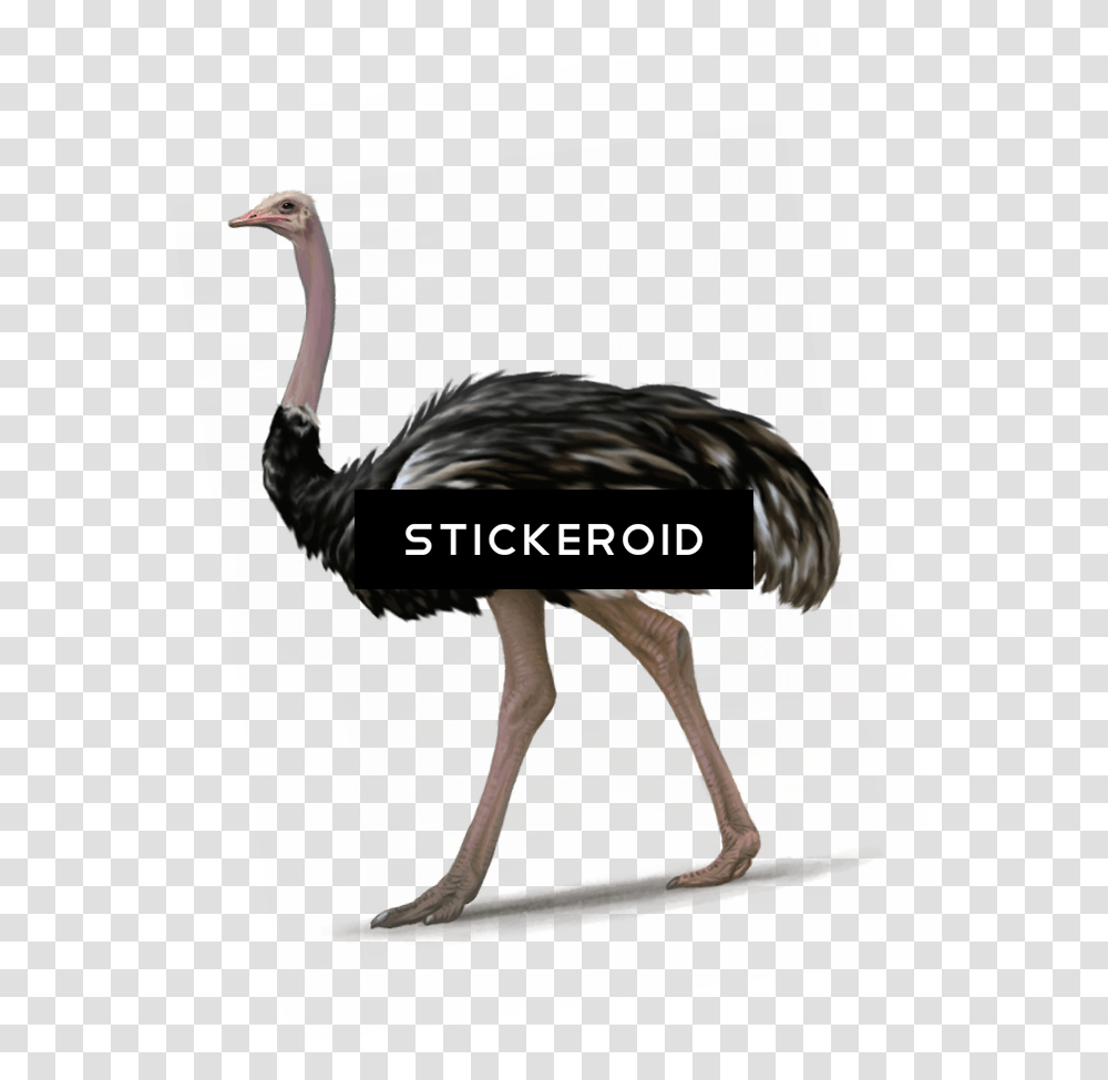 Ostrich, Bird, Animal, Person, Human Transparent Png