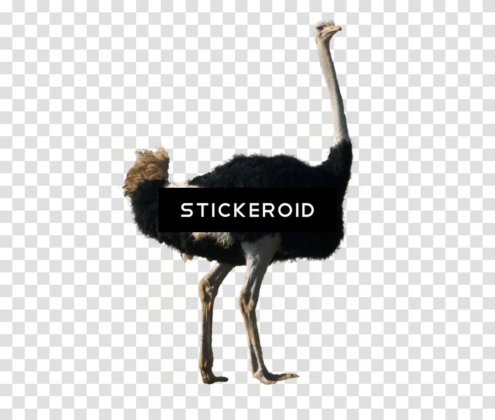 Ostrich, Bird, Animal Transparent Png