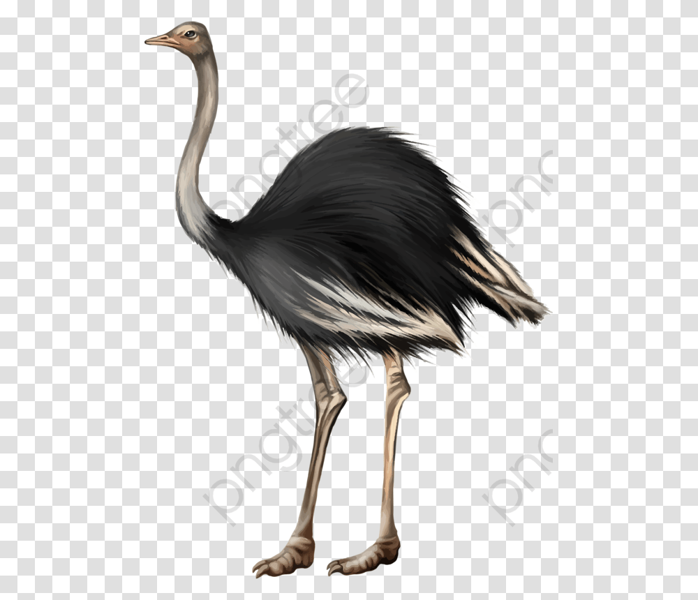 Ostrich Clipart, Bird, Animal, Waterfowl, Crane Bird Transparent Png