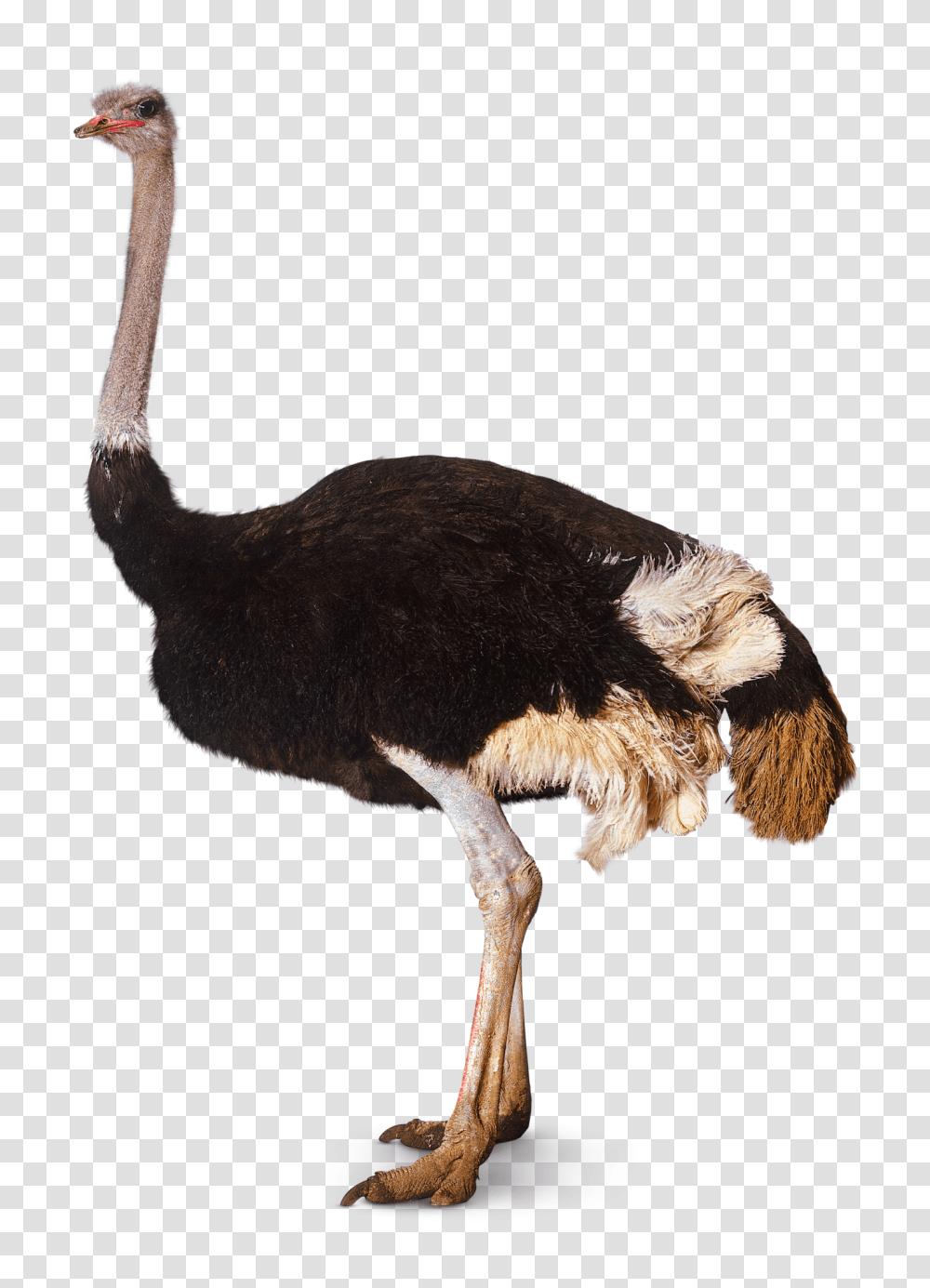 Ostrich Download Image Arts, Bird, Animal Transparent Png