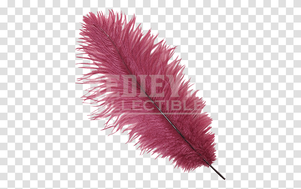 Ostrich Feathers Burgundy Feathers, Leaf, Plant, Apparel Transparent Png