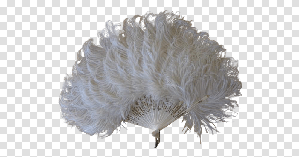 Ostrich Feathers, Sea, Outdoors, Water, Nature Transparent Png