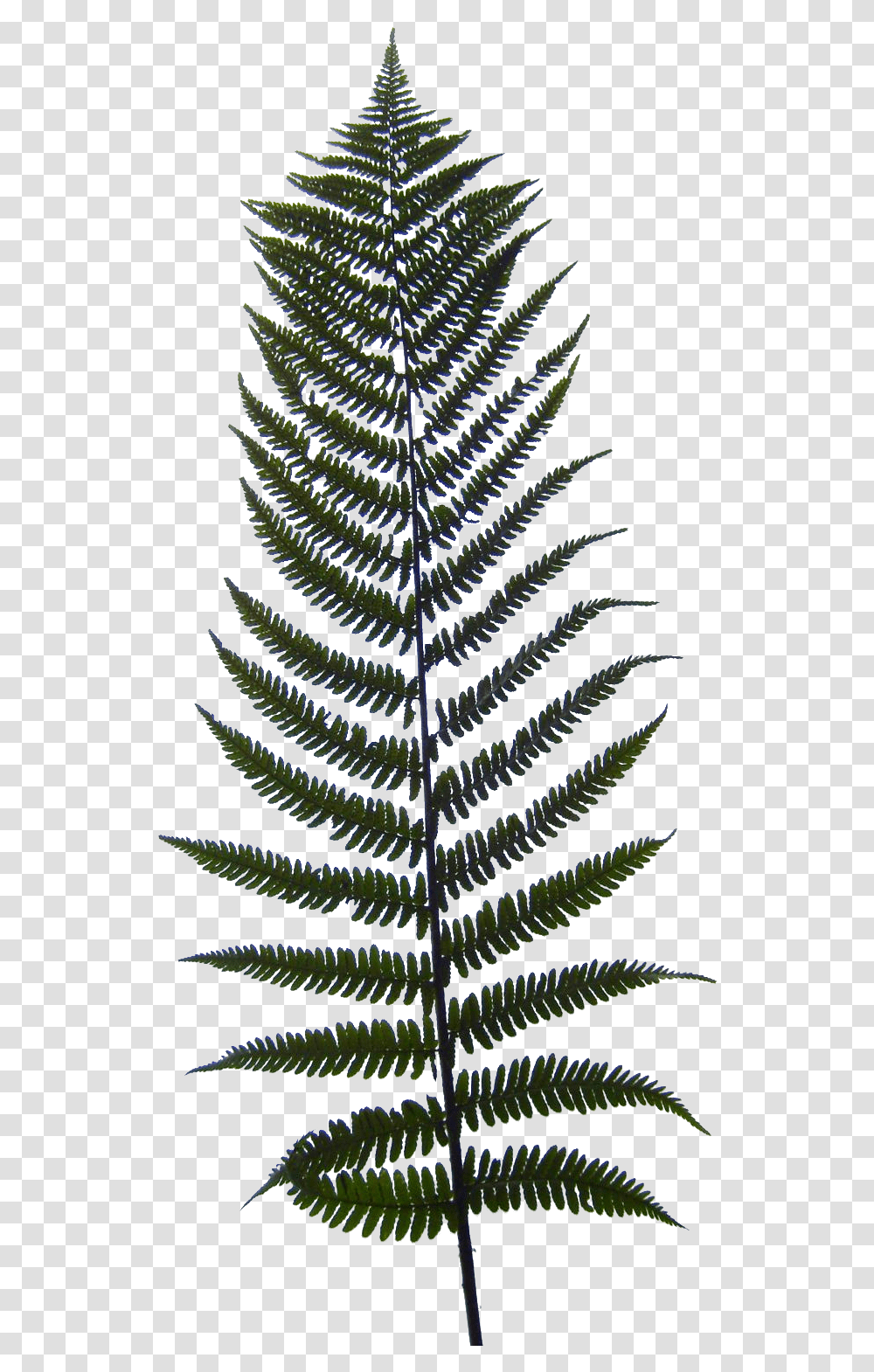 Ostrich Fern Hd Download Download Fern Texture, Plant, Christmas Tree, Ornament, Pattern Transparent Png