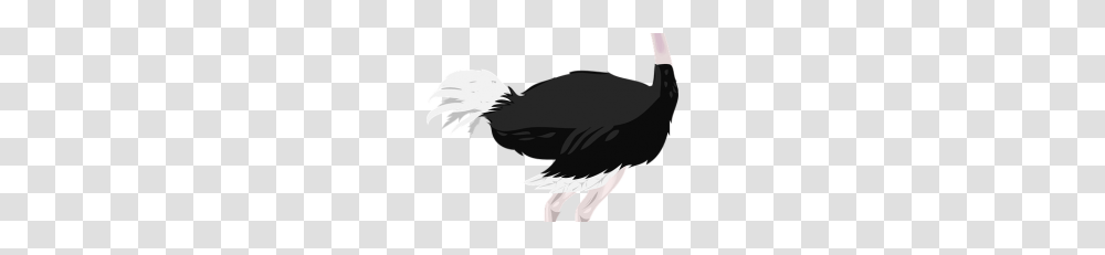 Ostrich Hd Images Vector Free, Bird, Animal, Person, Human Transparent Png