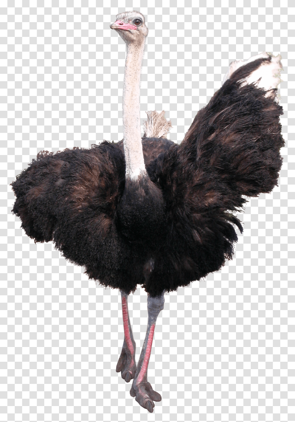 Ostrich Image Ostrich, Bird, Animal Transparent Png