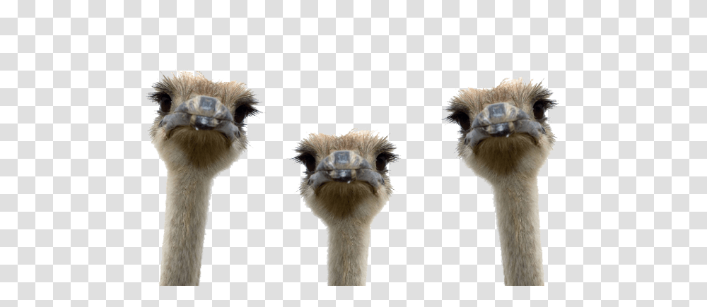 Ostrich Images Free Download, Bird, Animal, Beak Transparent Png