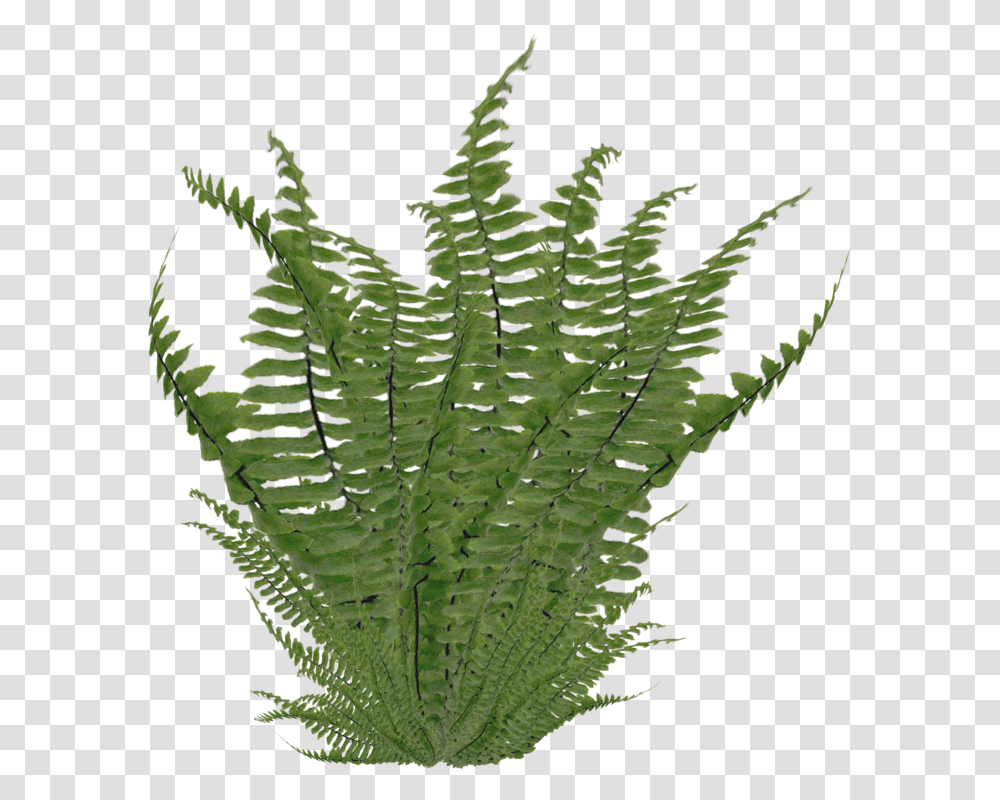 Ostrich Nephrolepis Exaltata Clip Fern, Leaf, Plant, Green Transparent Png