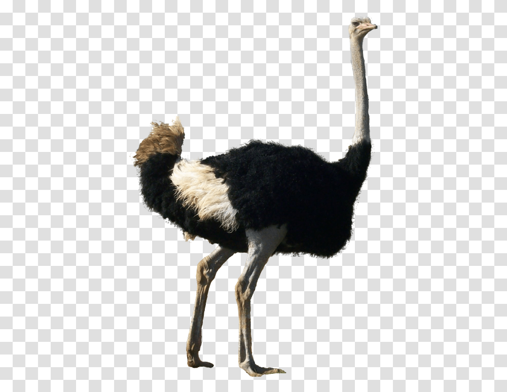 Ostrich Ostrich Background, Bird, Animal, Dog, Pet Transparent Png