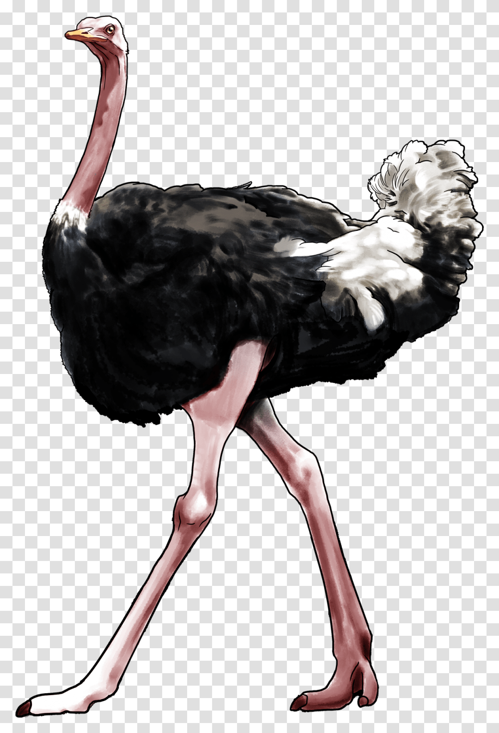 Ostrich Ostrich, Bird, Animal Transparent Png