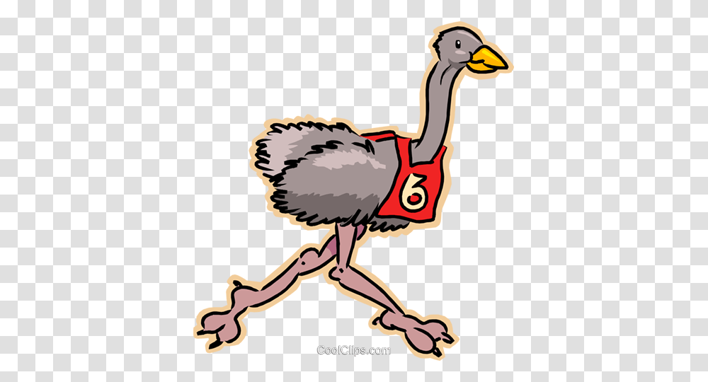 Ostrich Running Race Royalty Free Vector Clip Art Illustration, Bird, Animal, Neck Transparent Png