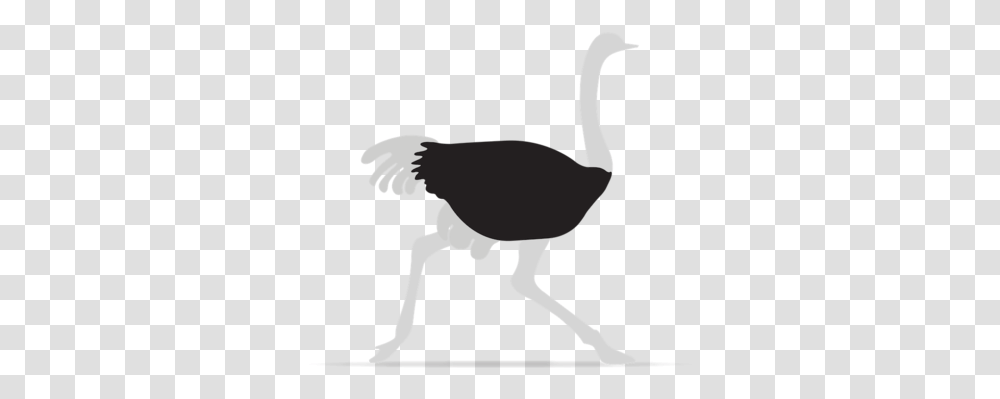 Ostrich Square Space About, Bird, Animal, Person, Human Transparent Png