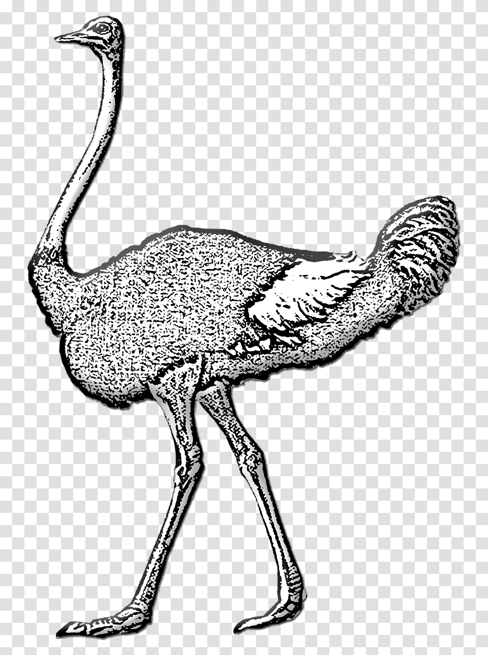 Ostrich Wild Bird Large Common Ostrich, Animal, Antelope, Wildlife, Mammal Transparent Png