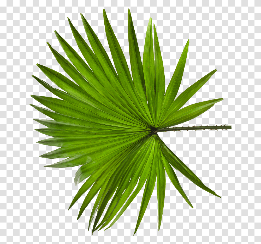 Otakoyi, Plant, Leaf, Palm Tree, Arecaceae Transparent Png