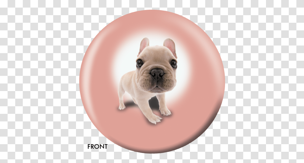 Otb Dog French Bulldog Pug, Pet, Canine, Animal, Mammal Transparent Png