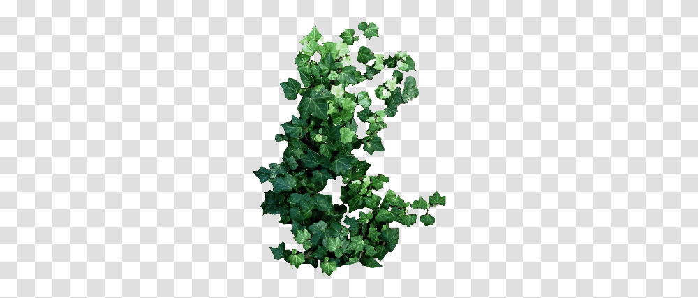 Other Sticker Xmilkirill Kirill Molochko Plants, Ivy, Vine Transparent Png
