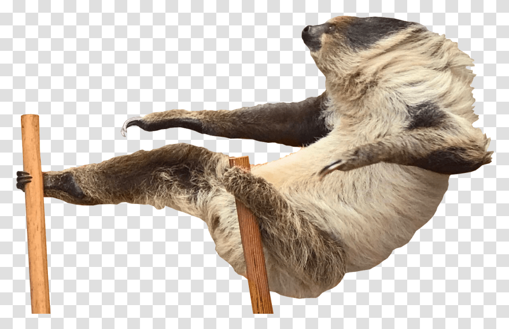 Others Download Sloth Attack Gif, Animal, Mammal, Dinosaur, Reptile Transparent Png