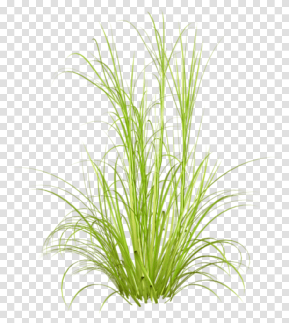 Otlar Background Tall Grass, Plant, Vegetation, Lawn, Flower Transparent Png