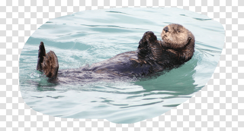 Otter Animal Sleeping On Water, Wildlife, Mammal, Dog, Pet Transparent Png