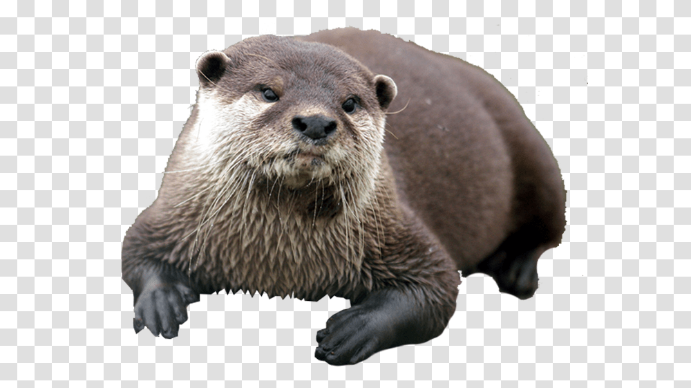 Otter, Bear, Wildlife, Mammal, Animal Transparent Png