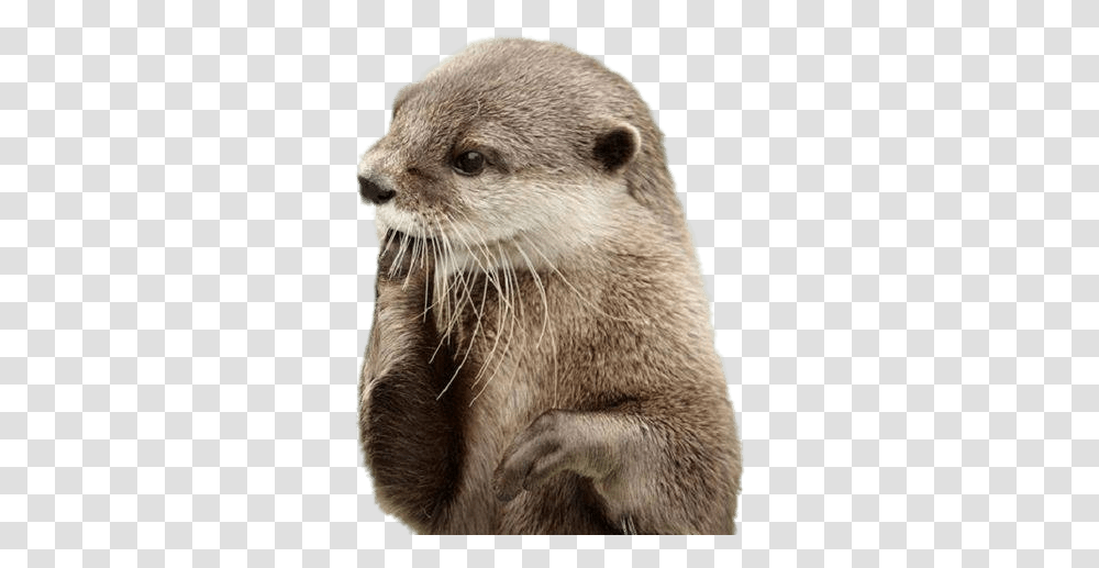 Otter Fingers In Mouth Clip Arts Otter, Wildlife, Animal, Mammal, Bear Transparent Png