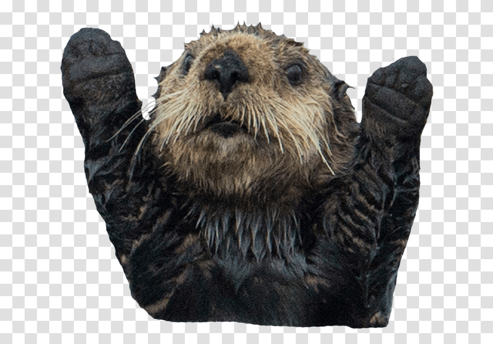 Otter Image Animal Image With Otter, Wildlife, Mammal, Bear Transparent Png