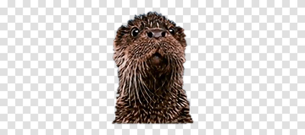 Otter Punxsutawney Phil, Mammal, Animal, Wildlife Transparent Png