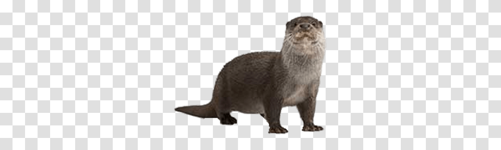 Otters Images Say Otter In Spanish, Wildlife, Mammal, Animal Transparent Png