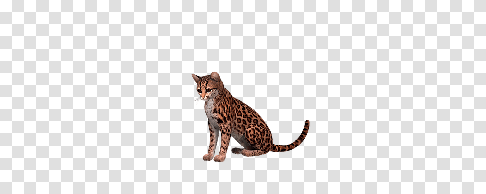 Otzelot Animals, Panther, Wildlife, Mammal Transparent Png