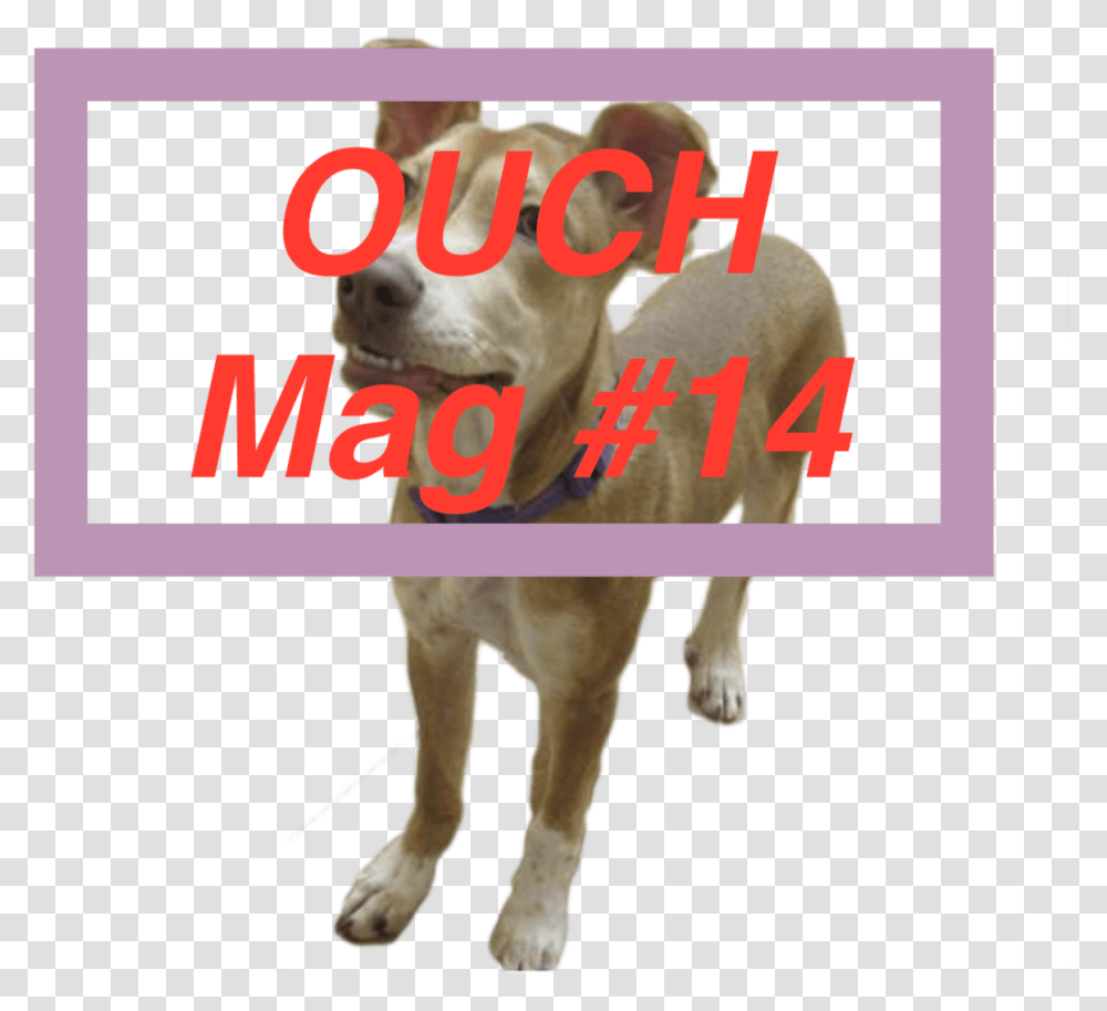 Ouch Mag 14 By Spacehouse Collar, Mammal, Animal, Canine, Dog Transparent Png