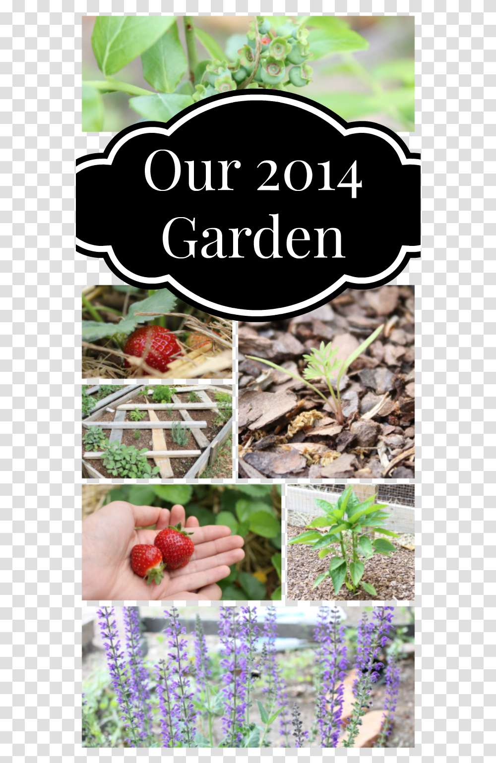 Our 2014 Garden Challenges, Plant, Strawberry, Fruit, Food Transparent Png