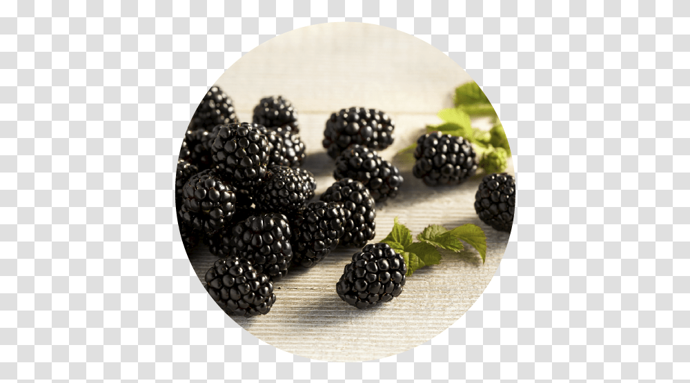 Our Berries The Fresh Berry Company Boysenberry, Plant, Raspberry, Fruit, Food Transparent Png