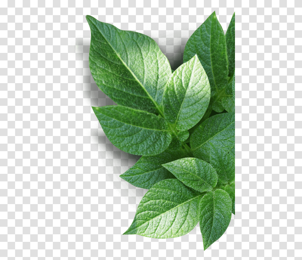 Our Community Houseplant Houseplant, Leaf, Flower, Blossom, Acanthaceae Transparent Png