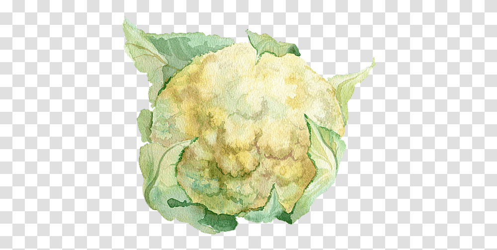Our Crust Ethan's Cauliflower Watercolor Vegetables, Plant, Food, Painting, Art Transparent Png