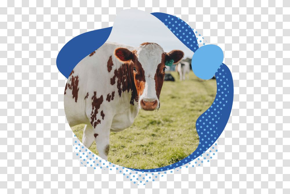 Our Happy Cow Milk Company Hero, Cattle, Mammal, Animal, Dairy Cow Transparent Png