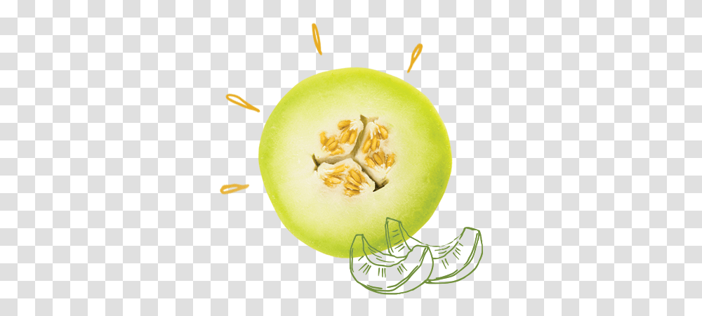 Our Melons Vegetable, Tennis Ball, Sport, Sports, Plant Transparent Png