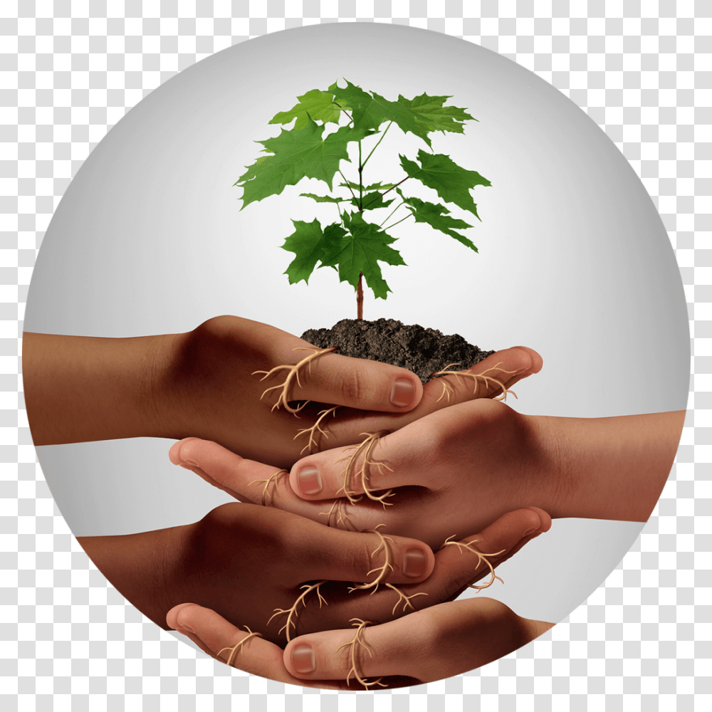 Our Pledge To Donate Trees Trees Sa Embrace A Growth Mindset, Leaf, Plant, Person, Human Transparent Png