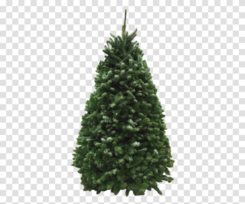 Our Products For The Christmas Tree Fundraiser Boreal Conifer, Plant, Ornament, Pine, Fir Transparent Png