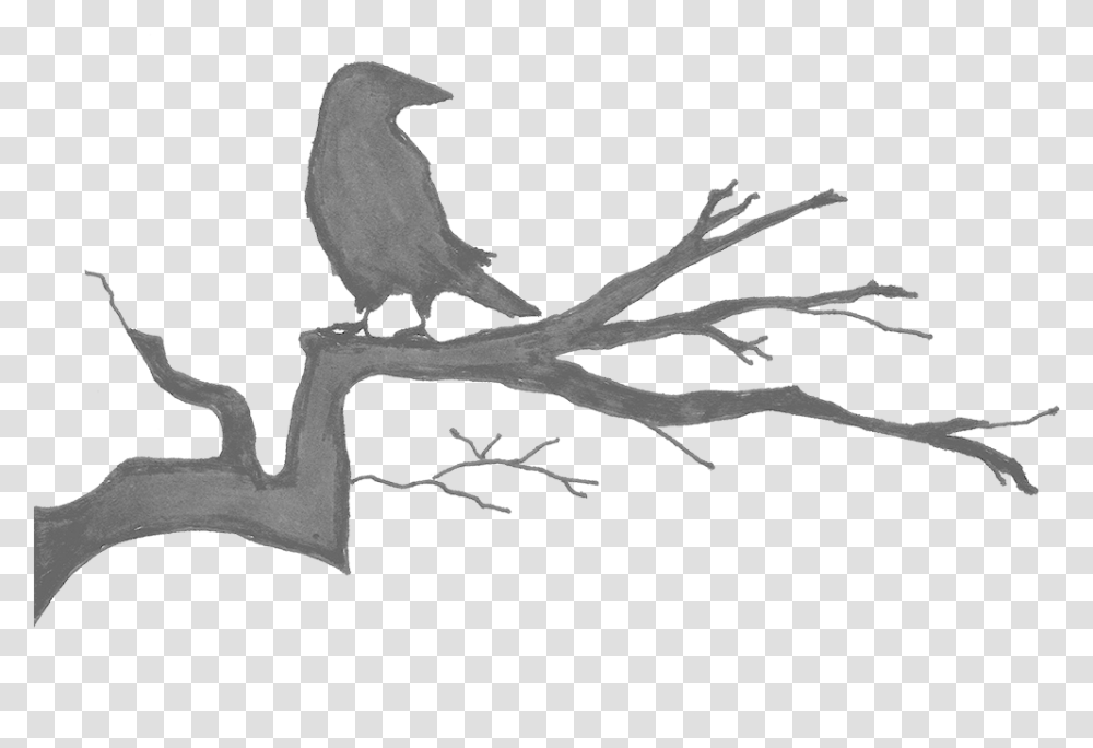 Our Products New Caledonian Crow, Animal, Bird, Stencil, Blackbird Transparent Png
