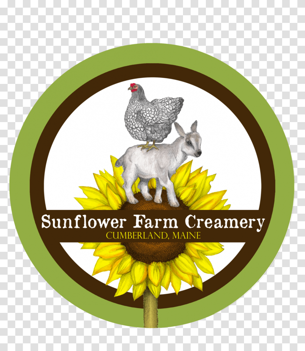 Our Products - Sunflower Farm Creamery Sunflower Farm Maine, Chicken, Poultry, Fowl, Bird Transparent Png