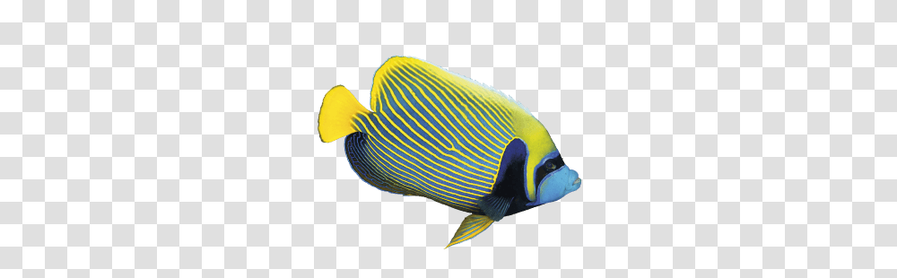 Our Projects, Angelfish, Sea Life, Animal, Bird Transparent Png