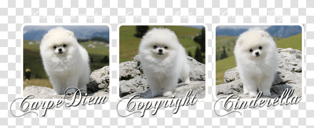 Our Puppies Leaving For The New Homes Pomeranian Transparent Png