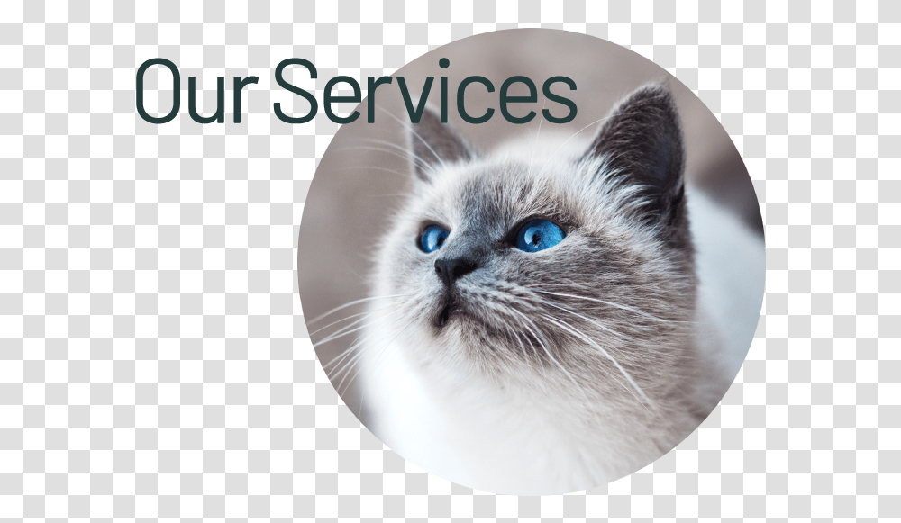 Our Services - Highland Animal Hospital Cat, Pet, Mammal, Kitten, Manx Transparent Png