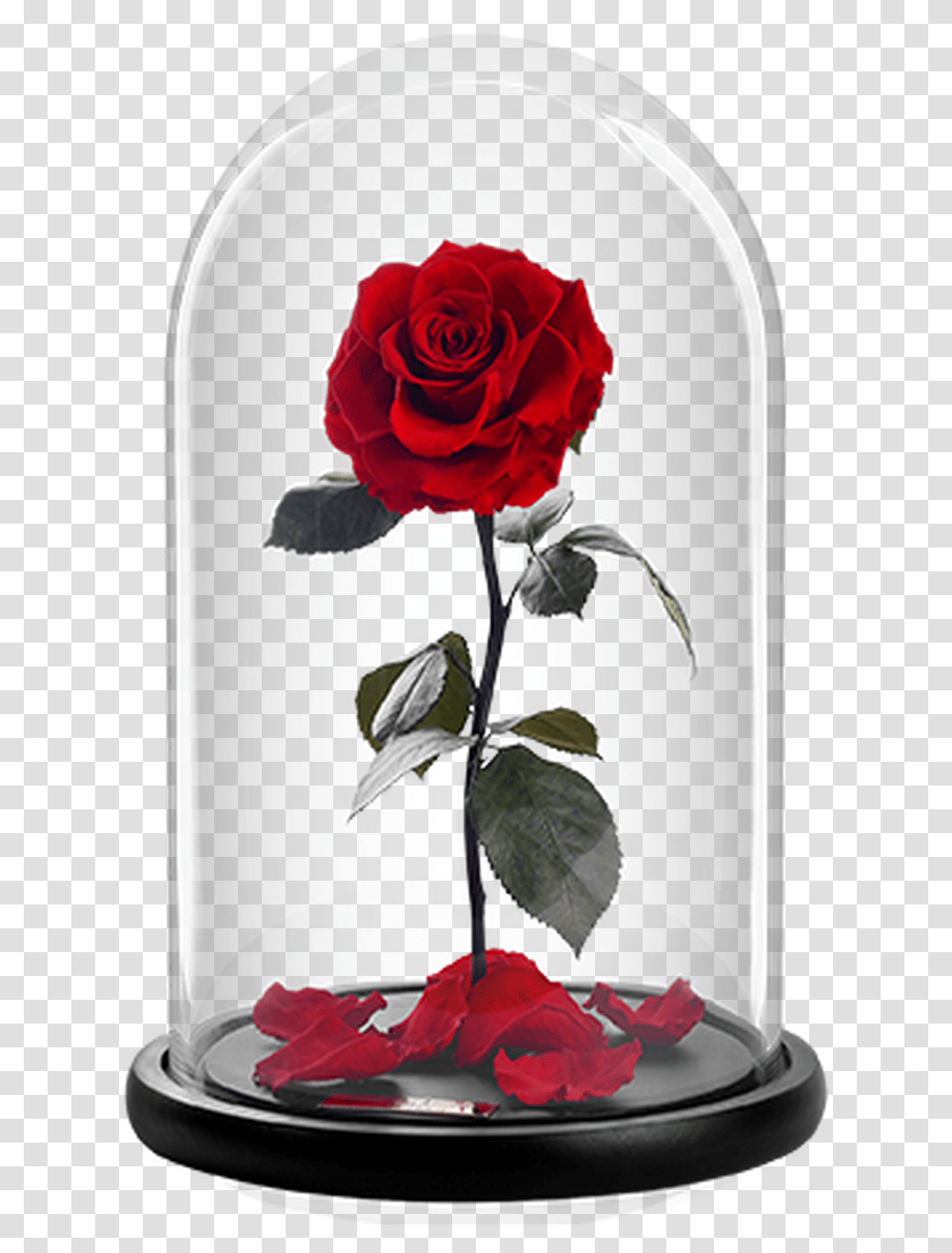 Our Store Real Rose, Flower, Plant, Blossom, Petal Transparent Png