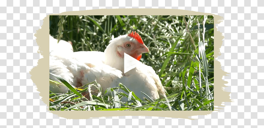 Our Story Video Chicken, Hen, Poultry, Fowl, Bird Transparent Png