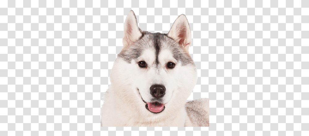 Our Team Orange Marketing Husky, Dog, Pet, Canine, Animal Transparent Png