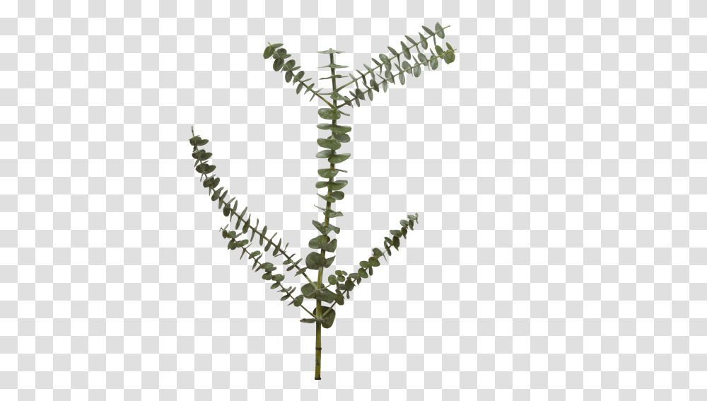 Our Top Favorite Fall Flowers Holex Flower Blog Fern, Skeleton, Silhouette Transparent Png