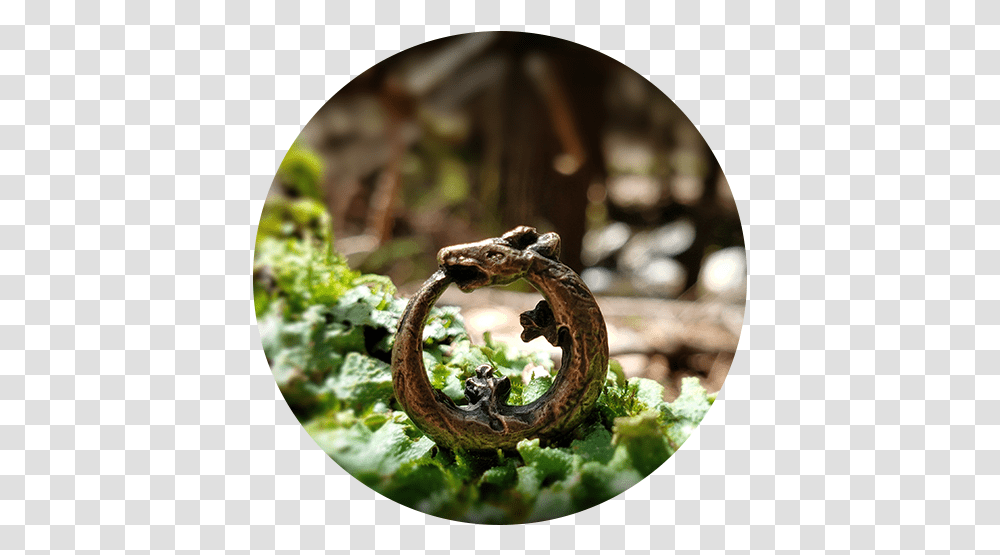 Ouroboros Geminus Parrish Relics Circle, Snake, Vegetation, Plant, Tabletop Transparent Png