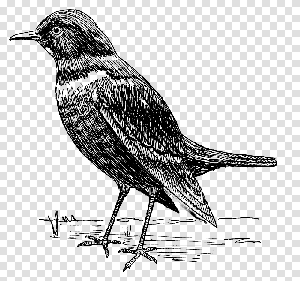 Ousel 2 Blackbird Clipart Black And White, Gray, World Of Warcraft Transparent Png