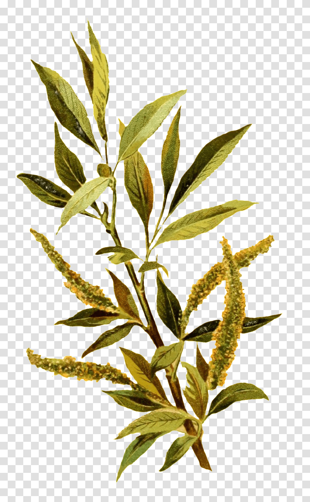 Outdoor Cotton Branches Decoration Free Download, Leaf, Plant, Flower, Grass Transparent Png
