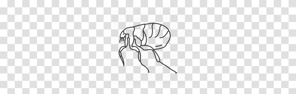 Outline Clipart, Animal, Invertebrate, Insect, Tick Transparent Png